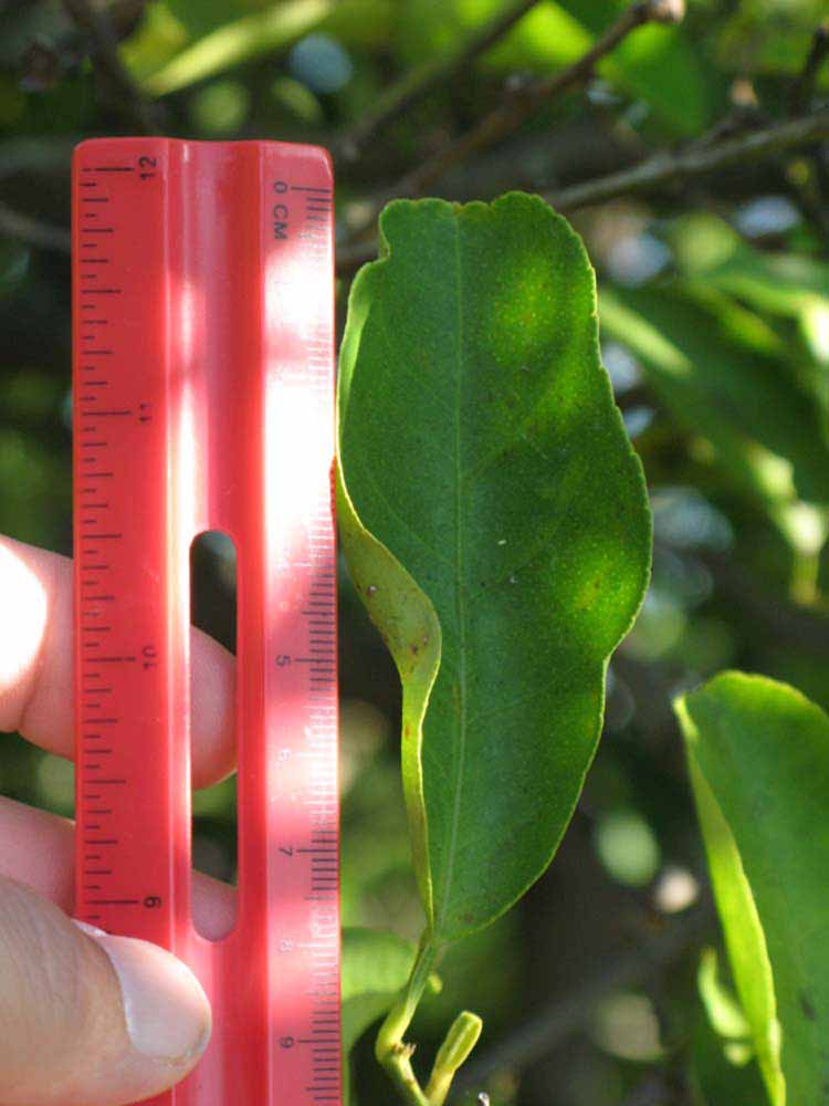              Unifoliolate leaf (Winter Haven, FL)       